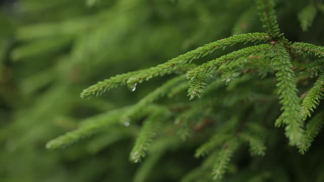 Close up Fir branch and water drop in rainy day