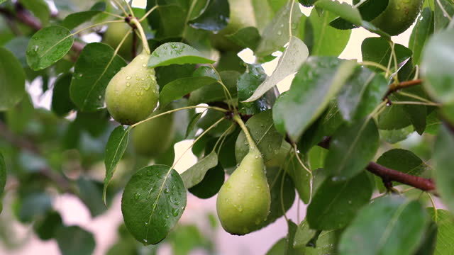 Unripe pear on tree branch.
