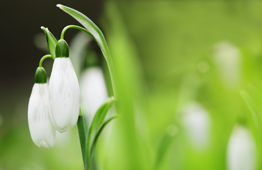 First tender primroses. Blooming delicate wild snowdrop close-up in forest in snow, selective focus. Spring background