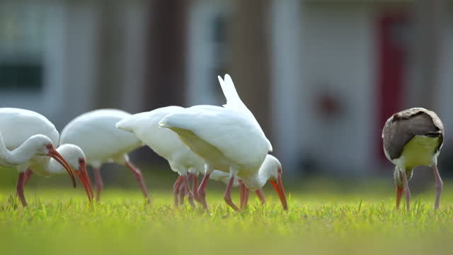 White ibis wild birds, also known as great egret or heron walking and feedeng on grass in town park in summer