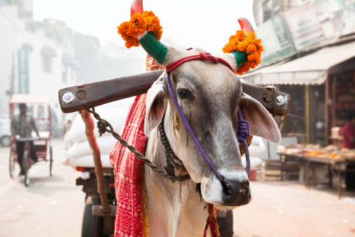 cow pulling a carriage, with painted horns and decorated with flowers, in a street in New Delhi, India