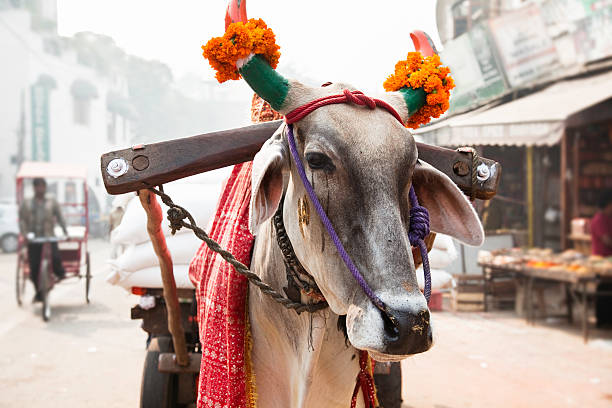 cow in an indian street stock photo