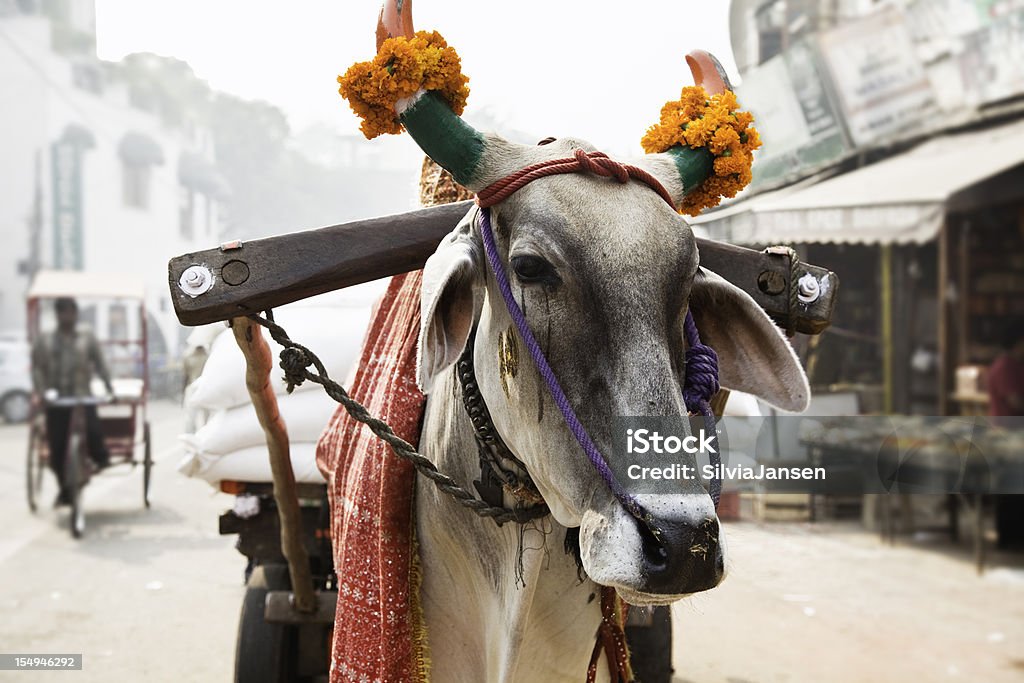 Krowa w indyjskim street - Zbiór zdjęć royalty-free (Indie)
