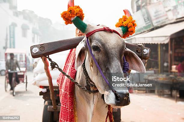 Krowa W Indyjskim Street - zdjęcia stockowe i więcej obrazów Indie - Indie, Krowa, Kultura indyjska