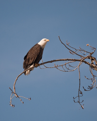 The majestic Bald Eagle (Haliaeetus leucocephalus) is the national symbol of the United States. It is mostly found in the lowland areas near bodies of water. It feeds mostly on fish including spawned out salmon in rivers as well as water birds, geese, carrion and other prey. This eagle was photographed while perched in a tree at Sequim Bay near Sequim, Washington State, USA.