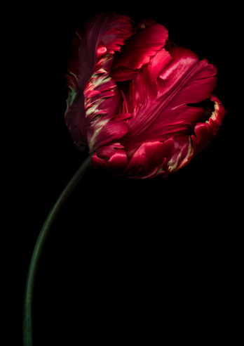 Red Parrot Tulip isolated against a black background.