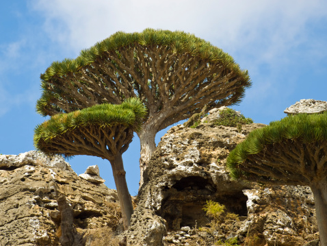 Dragon tree - Dracaena cinnabari - Dragon's blood - endemic tree from Socotra, Yemen versust the cloudy sky.