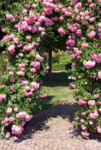 Gate of pink roses.