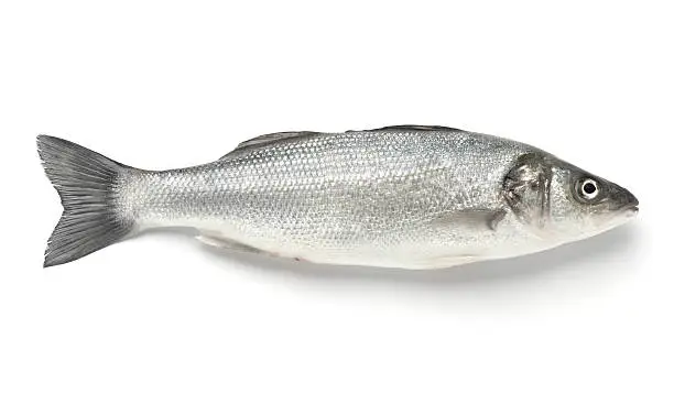 Photo of A single sea bass on a white background