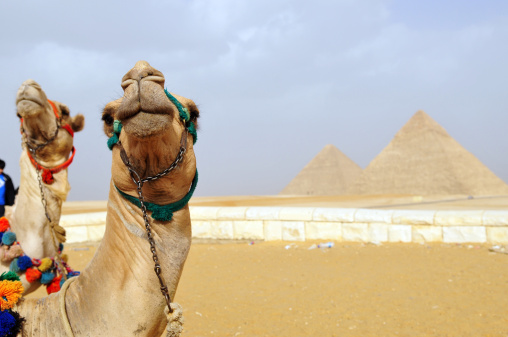 Two camels looking away at the Pyramids in Cairo, Egypt