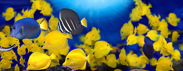 Tropical fish Tropical fish zebrasoma mix acanthuridae photos stock pictures, royalty-free photos & images
