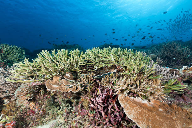 acropora cervicornis perfeito no siaba kecil, o parque nacional komodo, indonésia - deep sea staghorn coral school of fish - fotografias e filmes do acervo