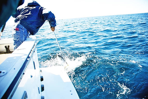 yellow tail game fishing processing from whole fish to fillet
