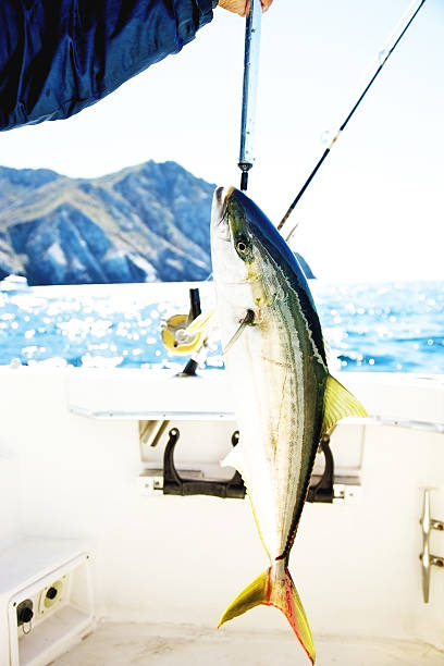 istock yellow tail game fish fishing 154946940