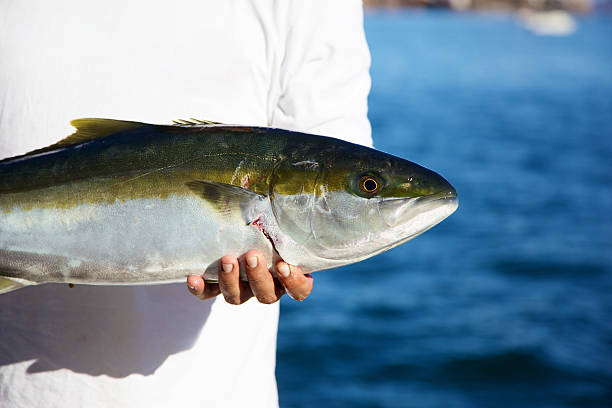 yellow tail game fish fishing