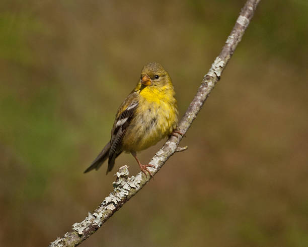 istock American Goldfinch Perched on a Branch 154947026