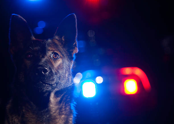 A German Shepherd Police Dog With Police Car Lights Behind Stock Photo -  Download Image Now - iStock