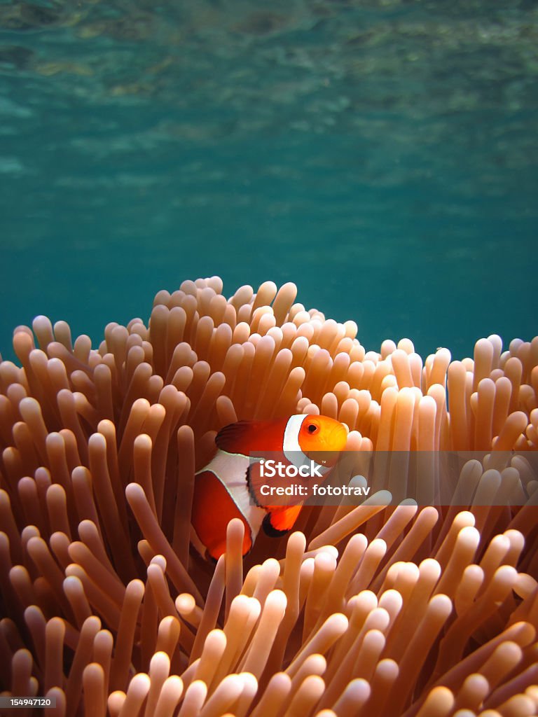 Jardin de corail-Poisson-clown à la plongée avec masque et tuba dans des eaux transparentes asiatique tropical - Photo de Corail - Cnidaire libre de droits