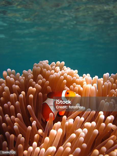 Photo libre de droit de Jardin De Corailpoissonclown À La Plongée Avec Masque Et Tuba Dans Des Eaux Transparentes Asiatique Tropical banque d'images et plus d'images libres de droit de Corail - Cnidaire