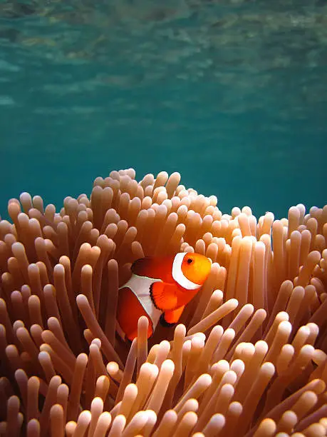 Photo of Clownfish in Coral garden - Snorkeling Asian tropical pristine water