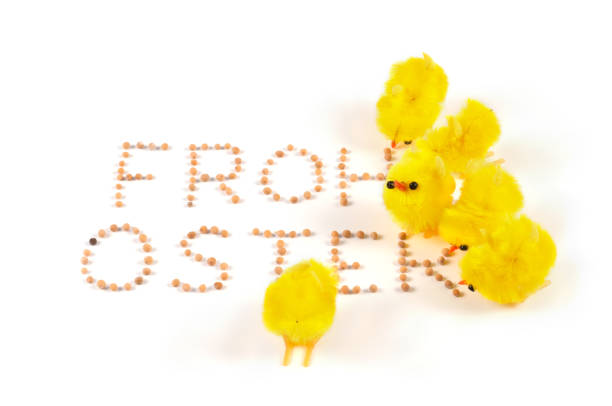Newborn Chick