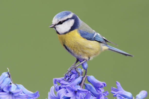 istock Bluetit on a blue hyacinth 154947494