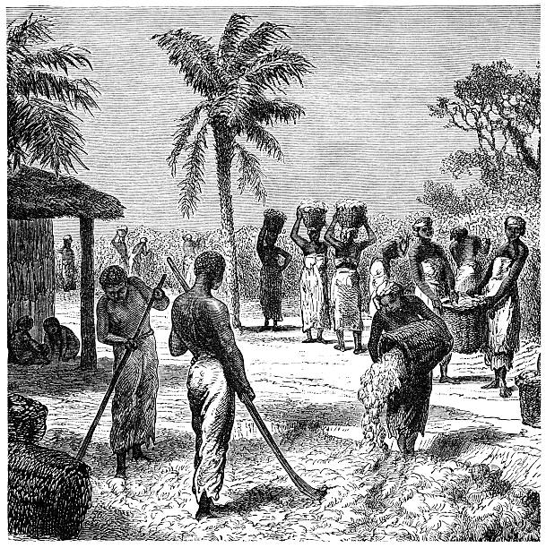 Workers harvesting cotton in Florida (1882 engraving) Workers harvesting cotton in Florida, southern USA. Illustration from "Royal Geographical Readers no. 5" of Asia, Africa, America and Oceania, publ. T Nelson & Sons, London in 1883. slave plantation stock illustrations