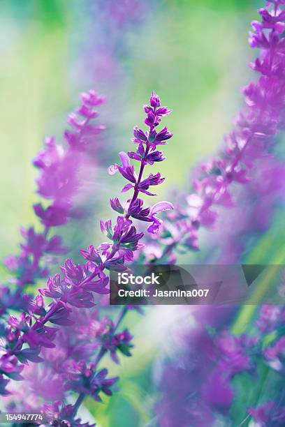 Fiorente Salvia Leucantha - Fotografie stock e altre immagini di Salvia - Salvia, Fiore, Aiuola