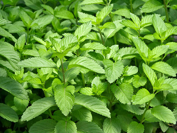istock Fresh mint leaves growing in a garden 154947782