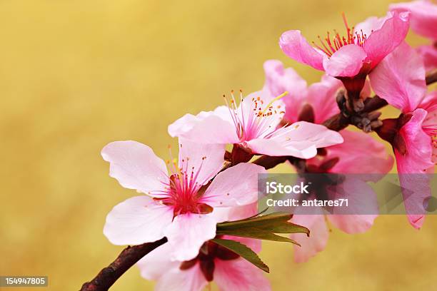 Photo libre de droit de Rose Pêche banque d'images et plus d'images libres de droit de Fleur d'abricotier - Fleur d'abricotier, Arbre en fleurs, Branche - Partie d'une plante