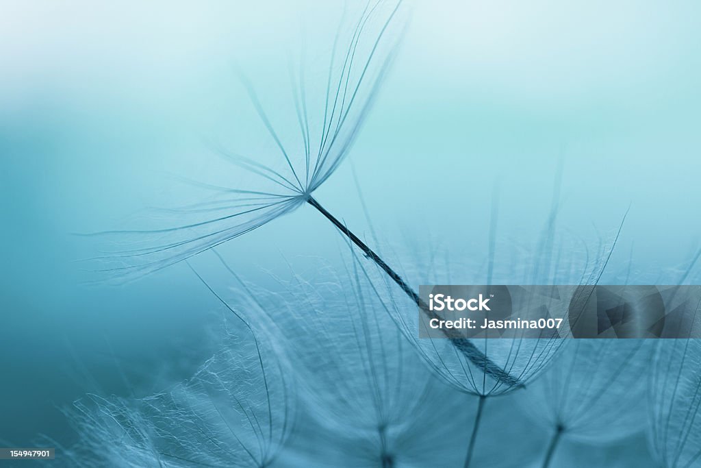 Dandelion seed - Lizenzfrei Abstrakt Stock-Foto