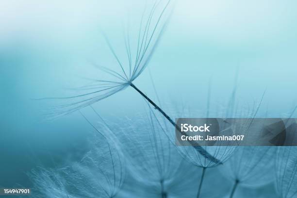 Dandelion Seed Stockfoto und mehr Bilder von Abstrakt - Abstrakt, Abstrakter Bildhintergrund, Bildschärfe