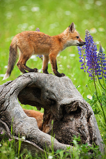istock Playful red fox pup curiously smelling spring flowers. 154947917