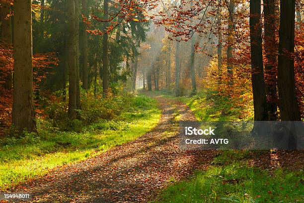 Wanderweg Durch Gemischtewald Mit Sonnenstrahlen Wecken Im Herbst Stockfoto und mehr Bilder von Weg