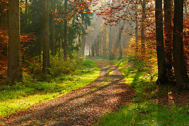 Sendero de excursionismo a través de bosques mixtos árbol con Sunrays en otoño - foto de stock