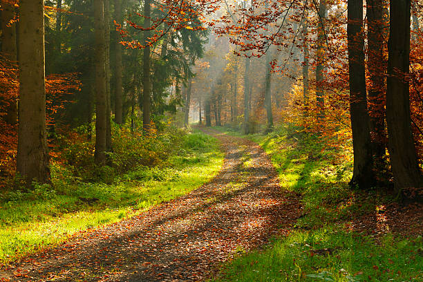 Hiking Path through Mixed Tree Forest with Sunrays in Autumn stock photo