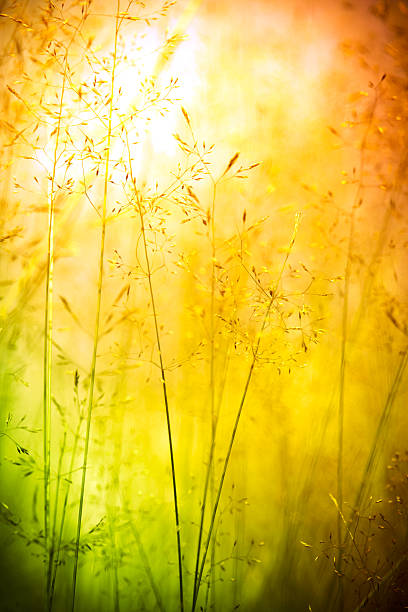 Wildflowers in meadow