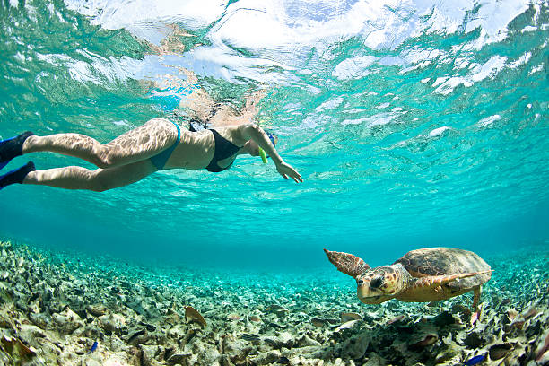 Snorkeling with sea Turtle stock photo