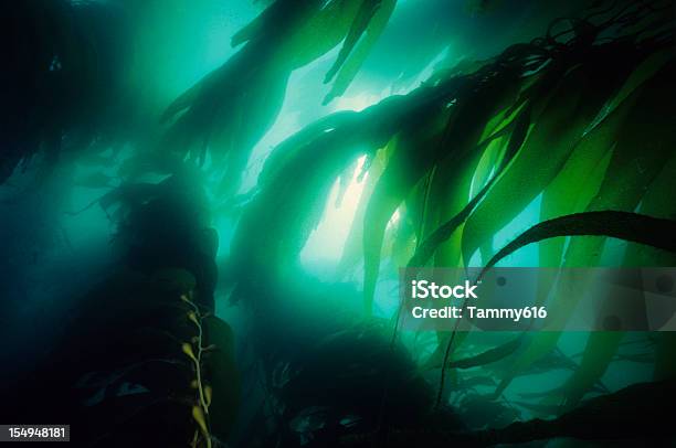 Alga De Califórnia - Fotografias de stock e mais imagens de Alga - Alga, Mar, Alga marinha