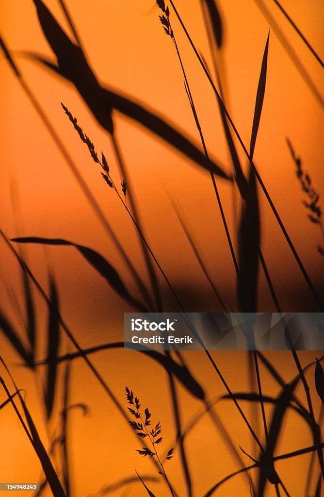 Reed-silhouette - Lizenzfrei Abenddämmerung Stock-Foto