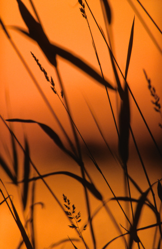 Reeds against sunset sky. Selective focus and shallow depth of field. Scanned from film.