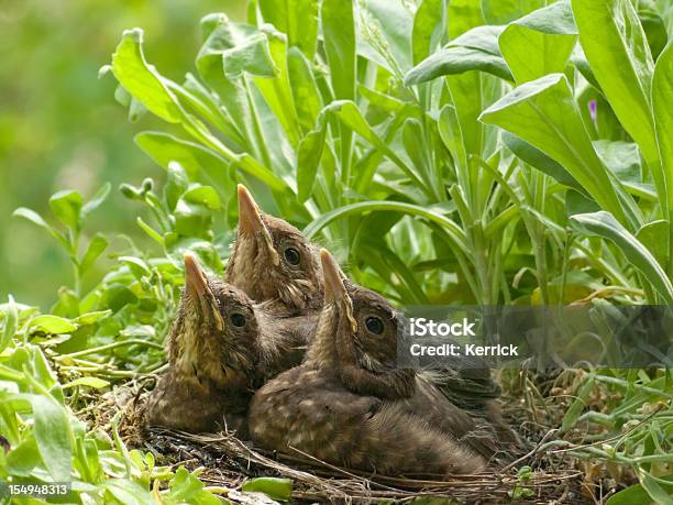 Blackbird Babys Synchronical 13 Tage Stockfoto und mehr Bilder von Amsel - Amsel, Blatt - Pflanzenbestandteile, Farbbild