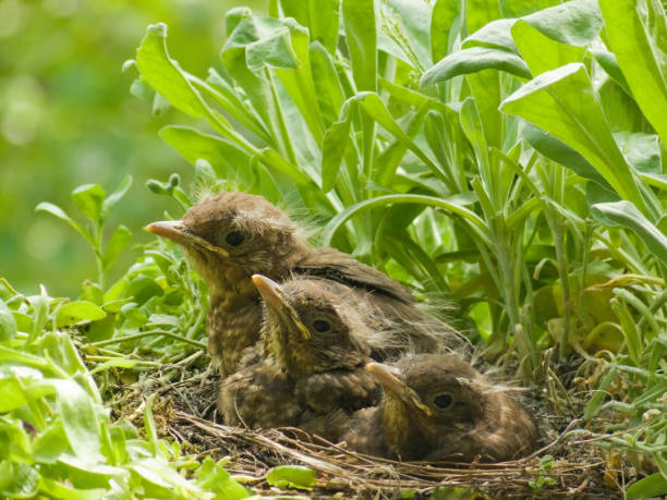 blackbird babies in a row - 13 days old Cute snapshot of the 3 blackbird babies. (Turdus merula) They sitting perfectly in a row. Shallow DOF on the baby in the background. More of this serie: aufzucht stock pictures, royalty-free photos & images