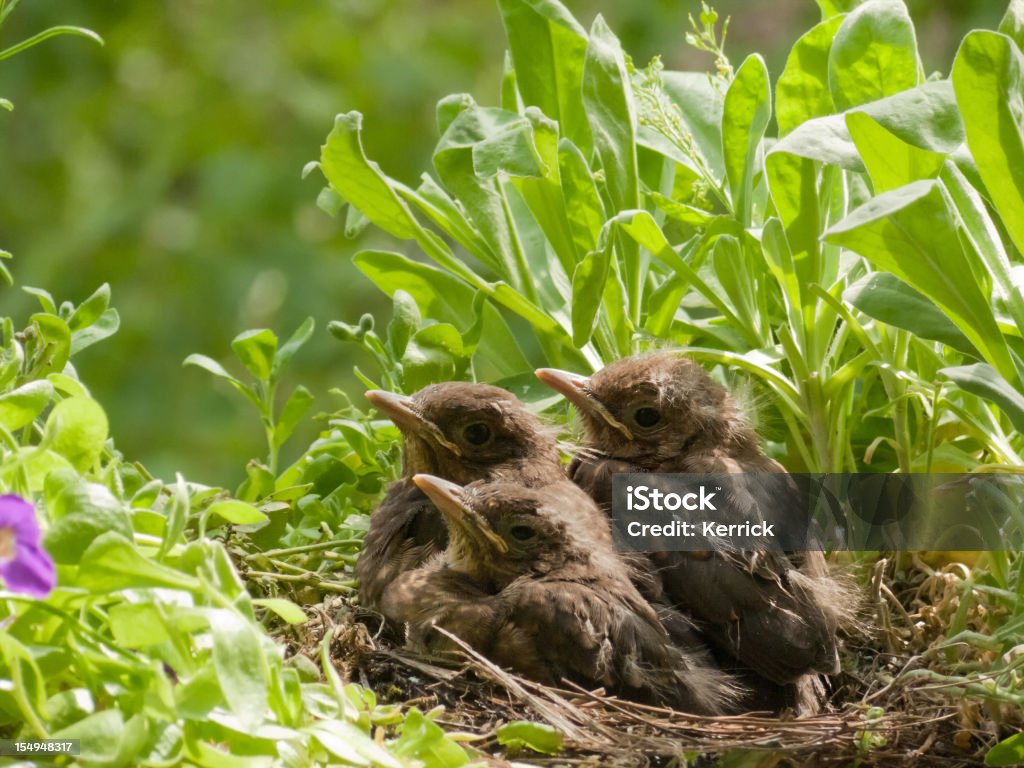 Süße 21 Tage altes blackbird Babys synchronical - Lizenzfrei Amsel Stock-Foto