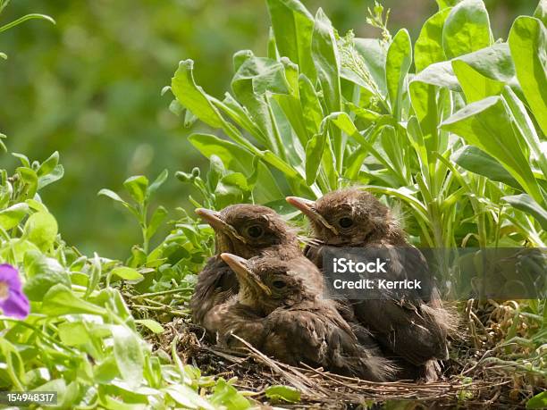 Süße 21 Tage Altes Blackbird Babys Synchronical Stockfoto und mehr Bilder von Amsel - Amsel, Blatt - Pflanzenbestandteile, Farbbild