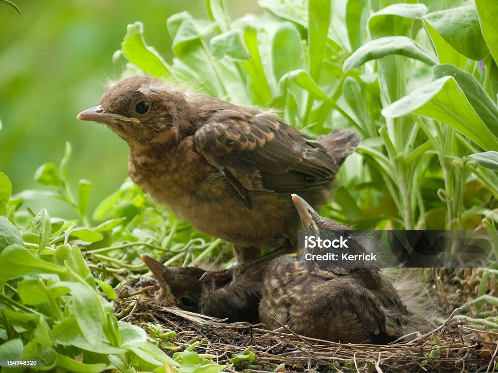 Ich bin größere dann-blackbird Babys im nest - Lizenzfrei Amsel Stock-Foto