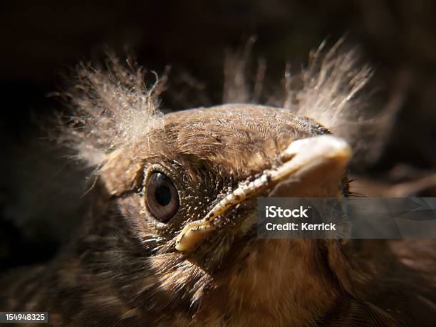 Süße Blackbird Baby In Nahaufnahmemorgens Ein Leuchtendes Stockfoto und mehr Bilder von Amsel