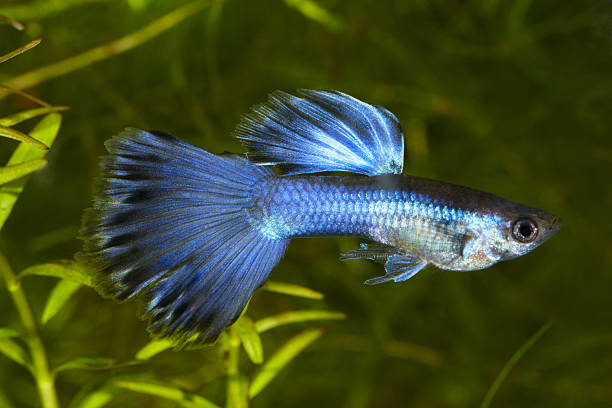 istock Guppy. Poecilia (Lebistes) reticulata. 154948385