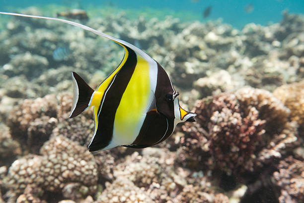 1,000+ Moorish Idol Stock Photos, Pictures & Royalty-Free Images