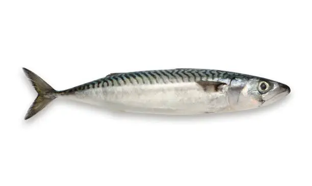 Photo of Mackerel isolated on white background